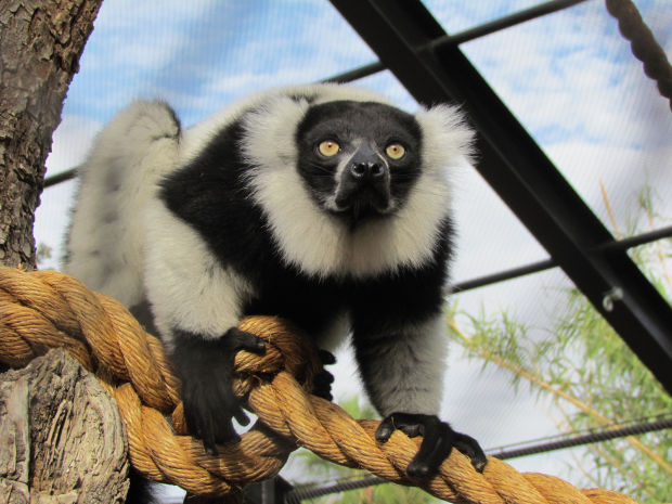 Who's at the zoo?